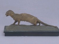 Crab-eating Mongoose Collection Image, Figure 3, Total 13 Figures